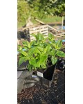 Monarda didyma ‘Pink Frosting’ в горщику